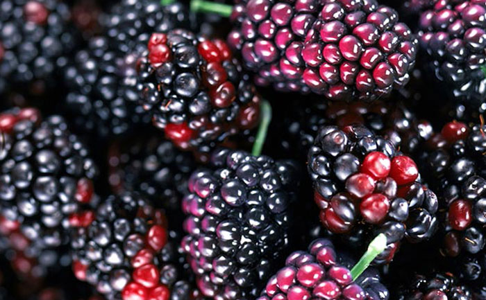 DONUK KARADUT 1KG*10ADET
